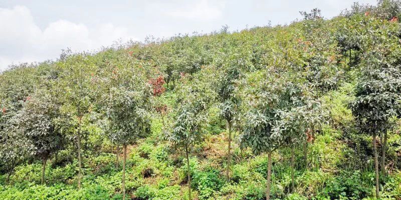 礦山環境“開發式治理”之路如何走？