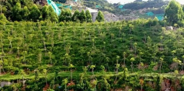 漳浦問題礦山生態圓滿修復，全縣石材企升級27家企業復電復產，獲中國環境報好評