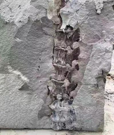 四川隆昌青石礦山挖出古生物化石，專家初步分析為恐龍化石！