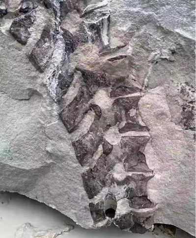 四川隆昌青石礦山挖出古生物化石，專家初步分析為恐龍化石！